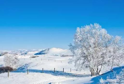 大雪丨白雪欲求吟咏句，穿枝掠院演梅花