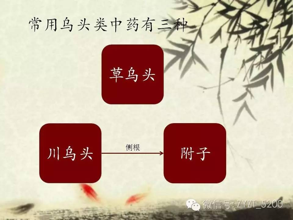 高鑫风湿医生,高鑫中医