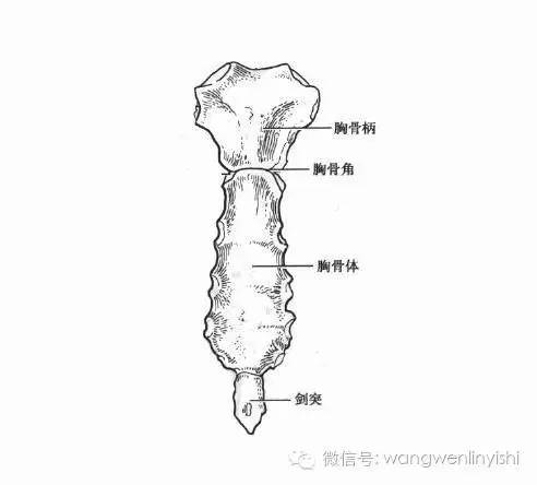 图与真相：什么是胸骨裂？