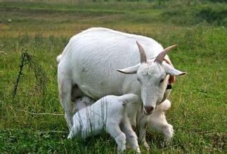 羊产道脱出怎么治疗,成年羊子宫感染处理方法