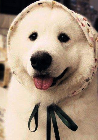 挑选狗狗,如何挑选好狗狗的三个技巧