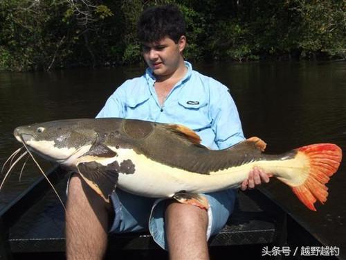 亚马逊钓鱼钓到最大的鱼,亚马逊钓到1吨的鱼