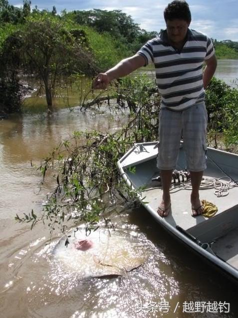 亚马逊钓鱼钓到最大的鱼,亚马逊钓到1吨的鱼