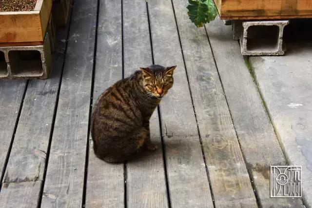 见过了那么多食堂，这家公司却为了员工吃得更好包下了一整片农场