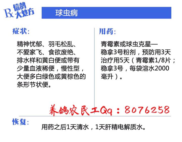 信鸽常见疾病和治疗,信鸽病的诊断治疗