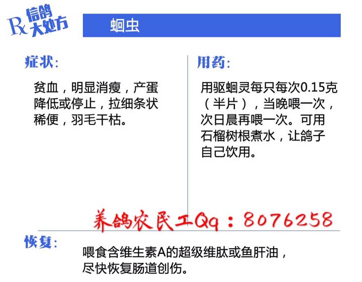 信鸽常见疾病和治疗,信鸽病的诊断治疗