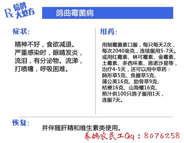 信鸽常见疾病和治疗,信鸽病的诊断治疗