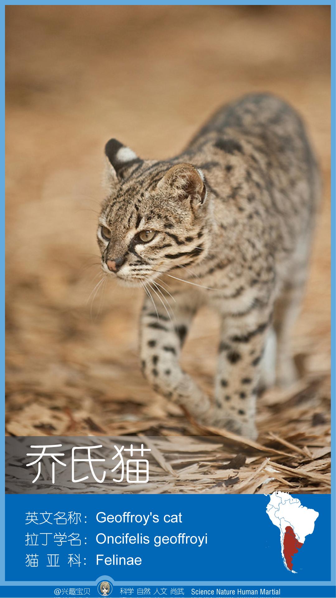 所有36种猫科动物排行,兴趣宝贝21期