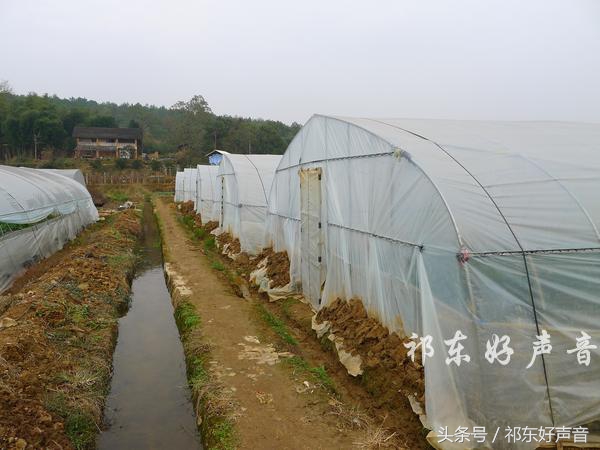 草莓哥商丘,草莓哥精品水果