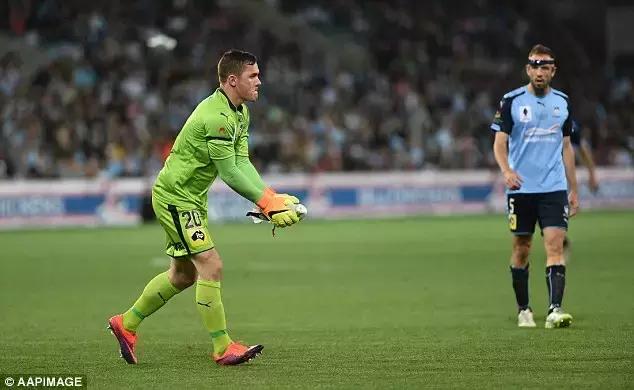 悉尼一只海鸥误入足球赛场，被一球打晕后，成了全场焦点……