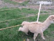 宠物吃辣条搞笑视频,什么宠物吃辣条会中毒