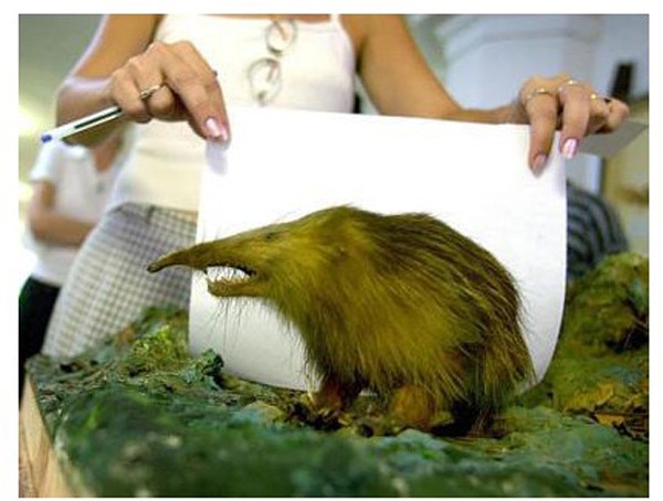 探索世界奇葩物种,奇葩的生物探索