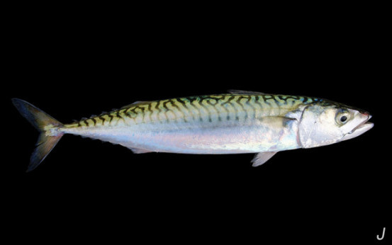 孕妇吃过的鱼对胎儿有什么影响,孕妇怀孕期间能吃哪种鱼