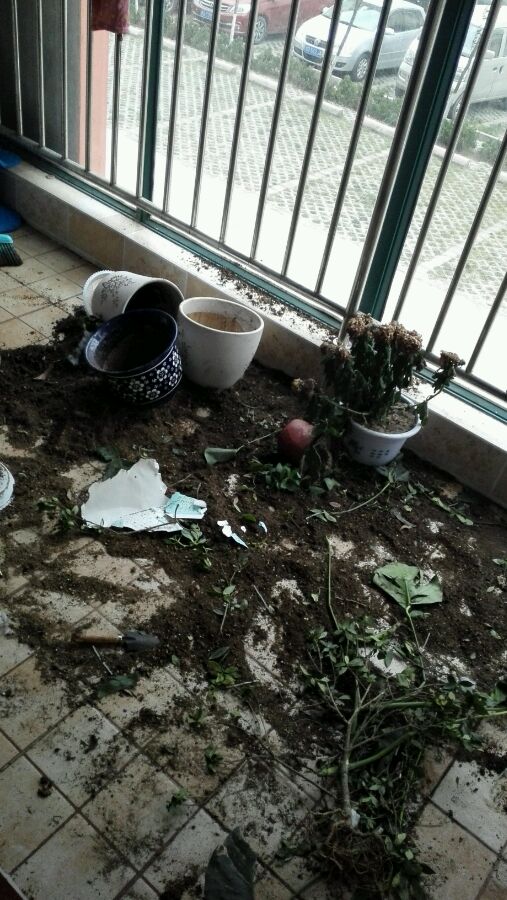 咬过人的宠物狗要怎么养,养的狗爱对人叫怎么办