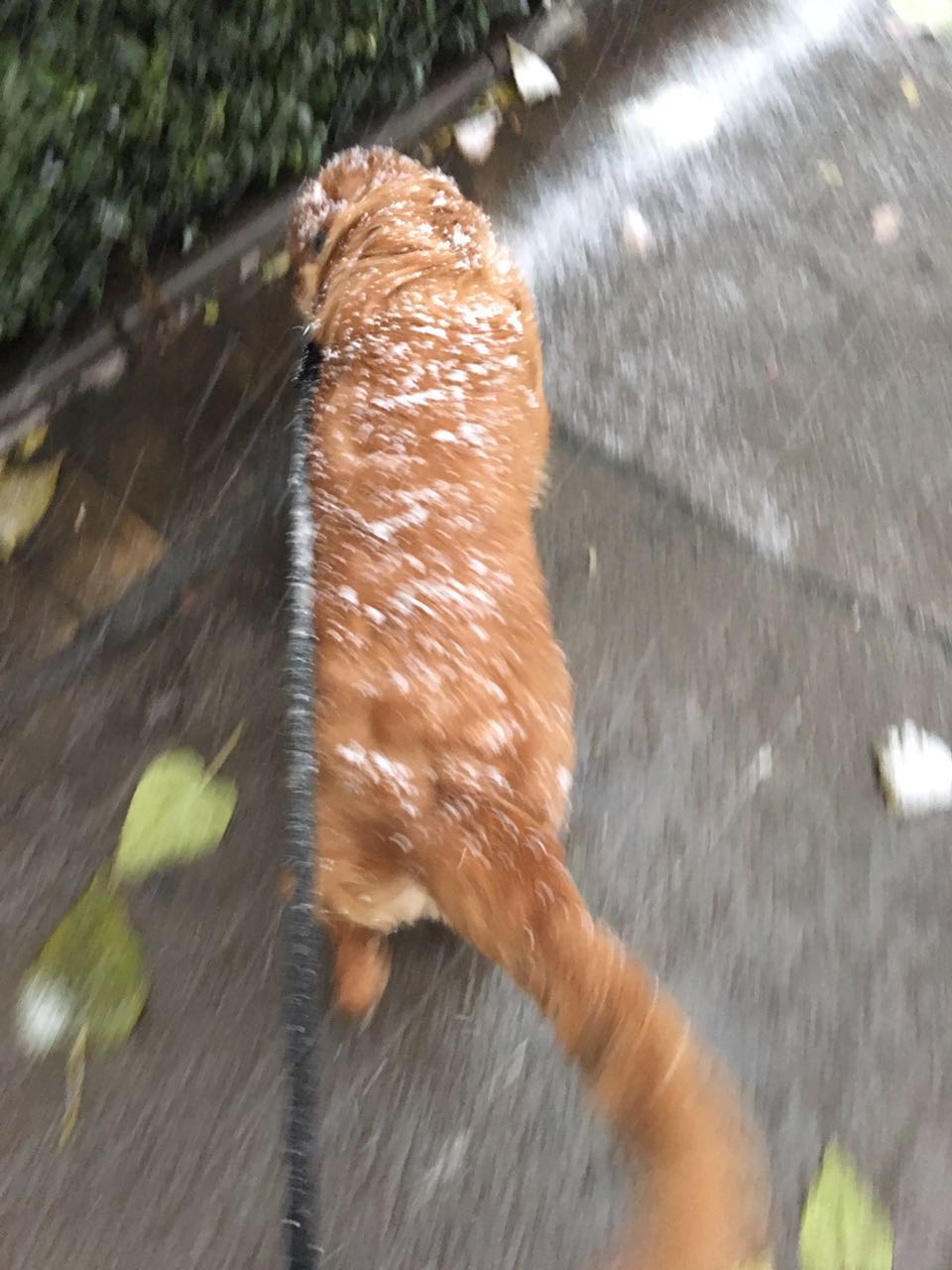 金毛有卷毛是什么原因,我家金毛为什么那么笨