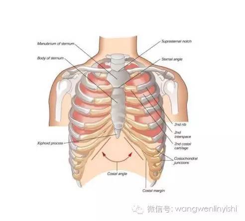 图与真相：什么是胸骨裂？