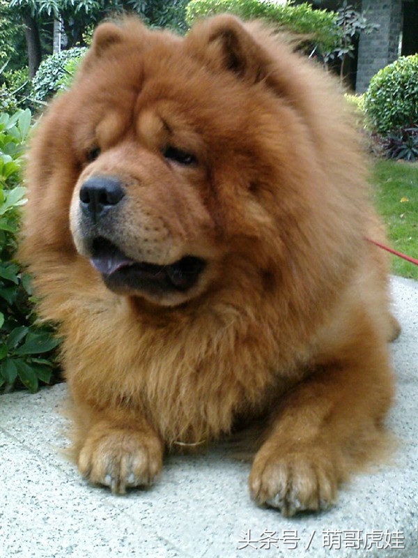 没有常识的家政阿姨竟然给汪星人吃海带，只因怕浪费害苦了宝宝