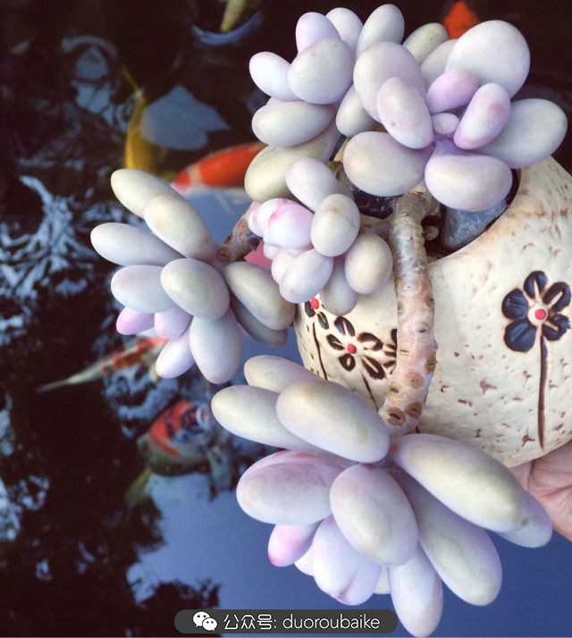 劳尔罗琦很香吗,劳尔与罗琦