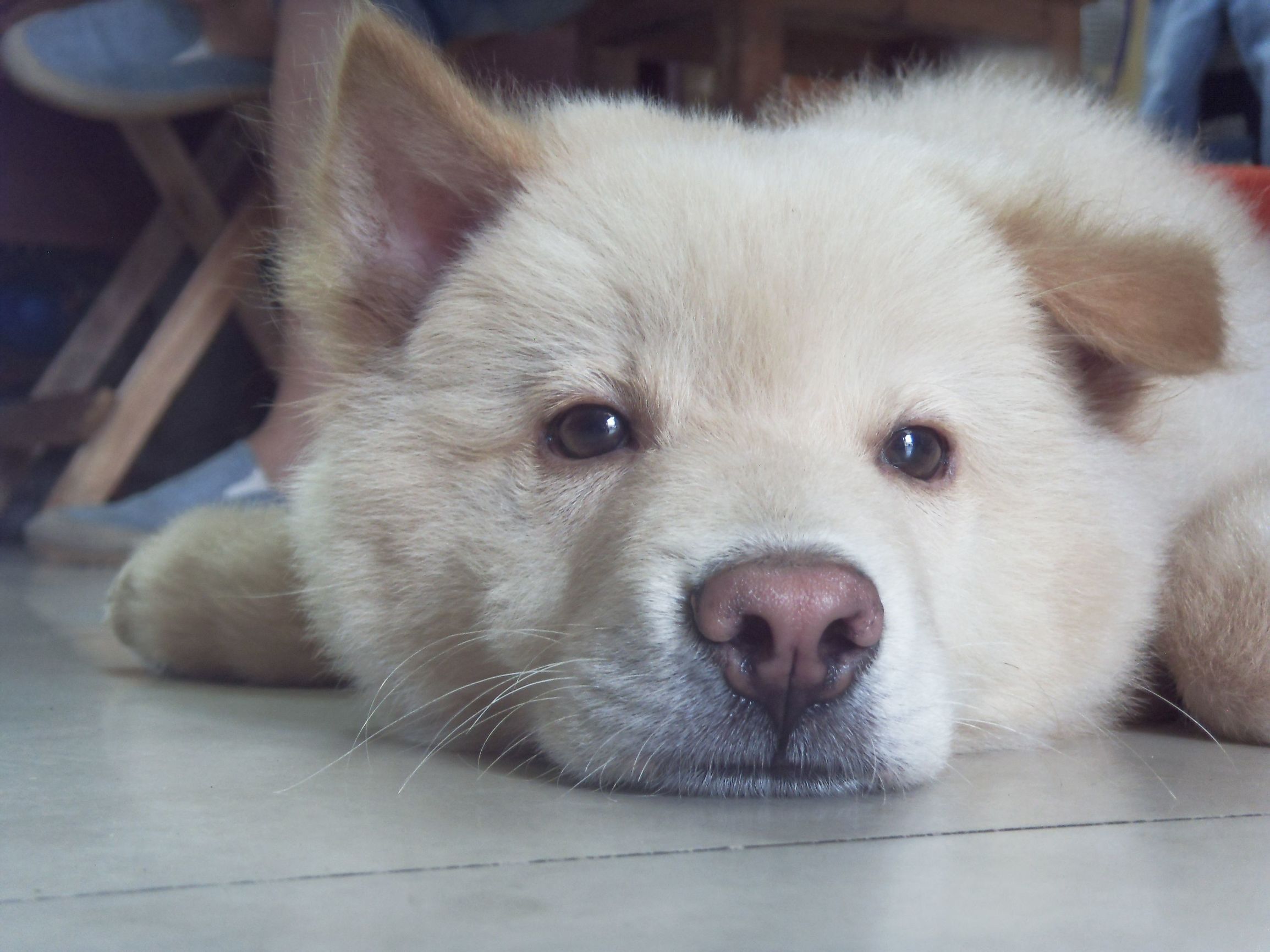 钩端螺旋体病狗狗怎么染上的,狗狗有钩端螺旋体