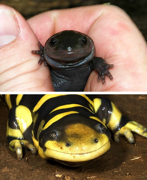 探索世界奇葩物种,奇葩的生物探索