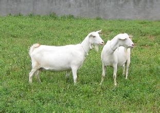 母羊产前瘫的最佳治疗,治疗母羊产前瘫痪的土方法