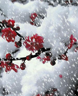 你今天吃“白食”了吗？大雪记得吃“白食”哦！为啥咧？！