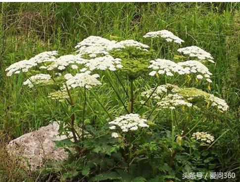 白芷甘草茶对甲状腺结节有功效吗,川芎白芷生地熟地同用有什么功效