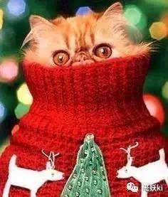 为什么迷恋圣诞节？英国人和女王都开始准备疯狂的圣诞毛衣节了！