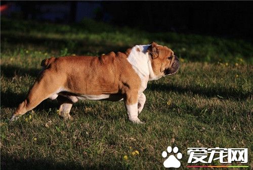 斗牛犬的习性与特征,英国斗牛犬怎么养