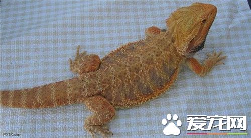 鬃狮蜥的简介及特点,鬃狮蜥都有哪些种类