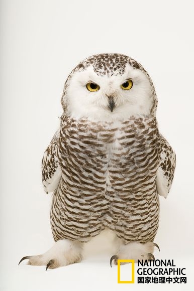 不惧严寒的动物是什么,方舟生存进化稀有动物拍照