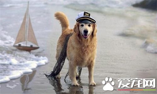 金毛寻回犬怎么训练,金毛寻回犬的训练关注事项