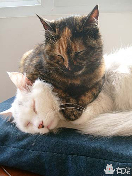 有福之人满满的幸福 (有才和有福的成长日记)