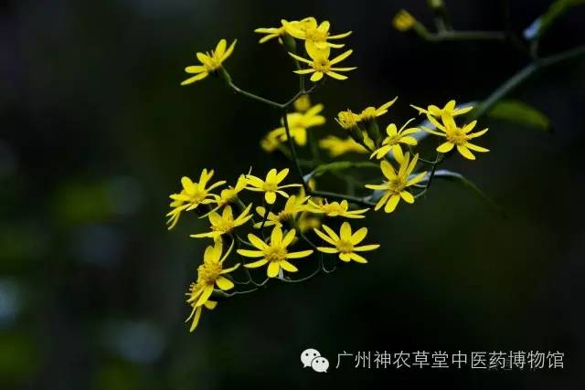 家有千里光一生不生疮是什么意思,家有千里光不生疮