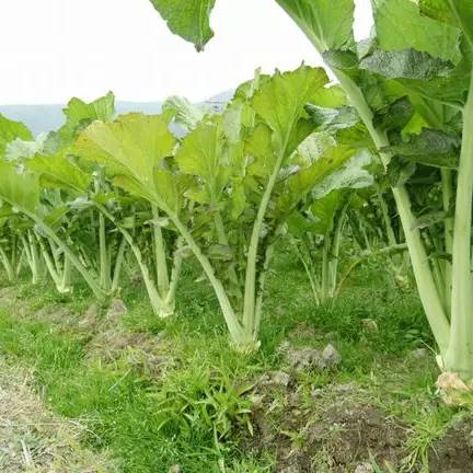 蔬菜种子识别图片,常见蔬菜种子认识