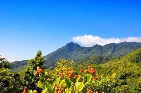 八个月卖了3000万，海南白沙用村淘实现精准扶贫