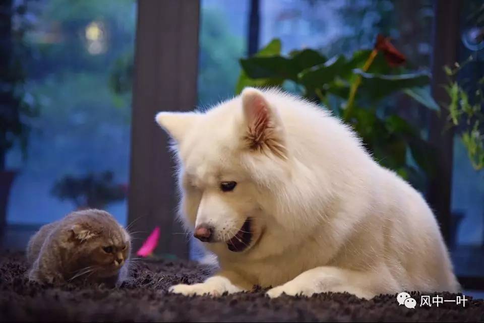 小绒豆，小白兔，小二黑