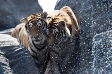 栾城农民,农民淘金