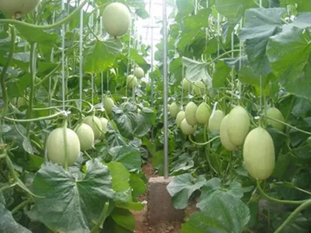 甜瓜叶片发白怎么回事,甜瓜叶子吐水怎么回事