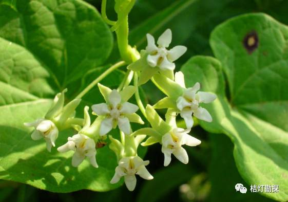 在野外什么千万别碰,这些植物千万不要乱碰