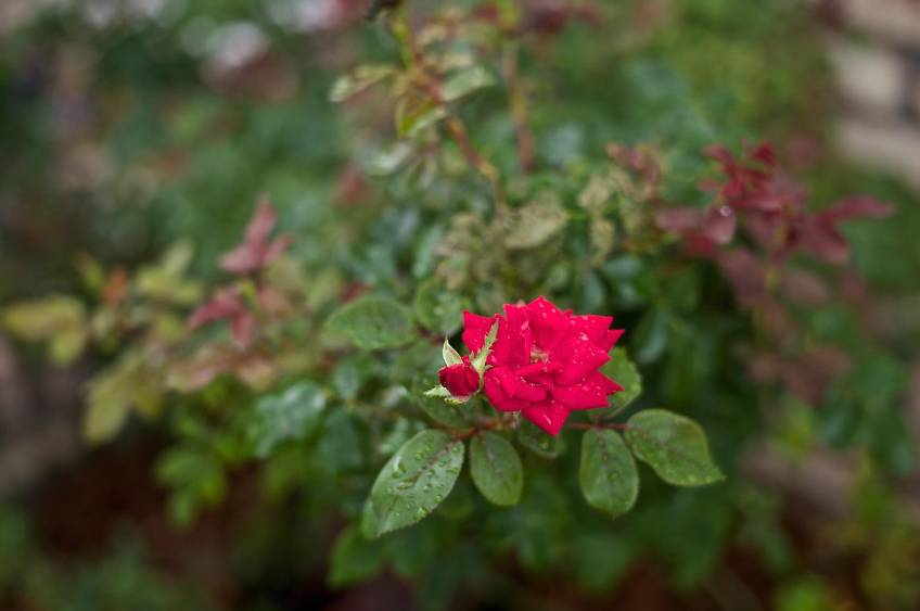 徕卡怎样移动对焦点,徕卡微讲堂