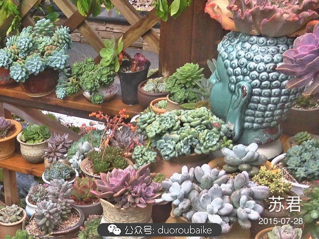 劳尔罗琦很香吗,劳尔与罗琦