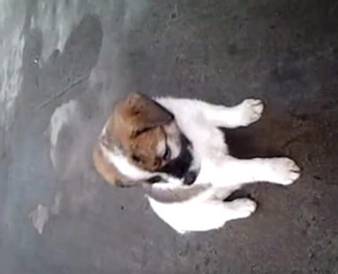 男子给小狗灌白酒，下一幕让人想说脏话！