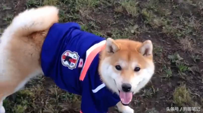 柴犬狗狗笑萌表情,柴犬狗狗才艺训练