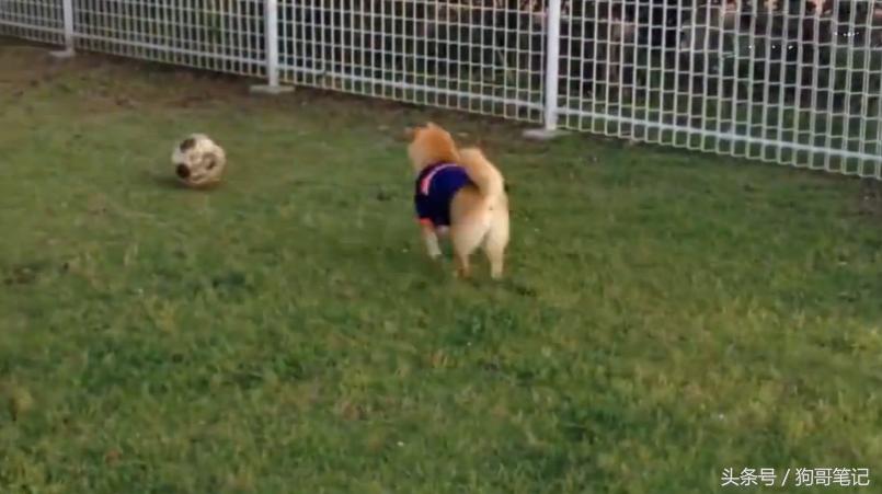 柴犬狗狗笑萌表情,柴犬狗狗才艺训练