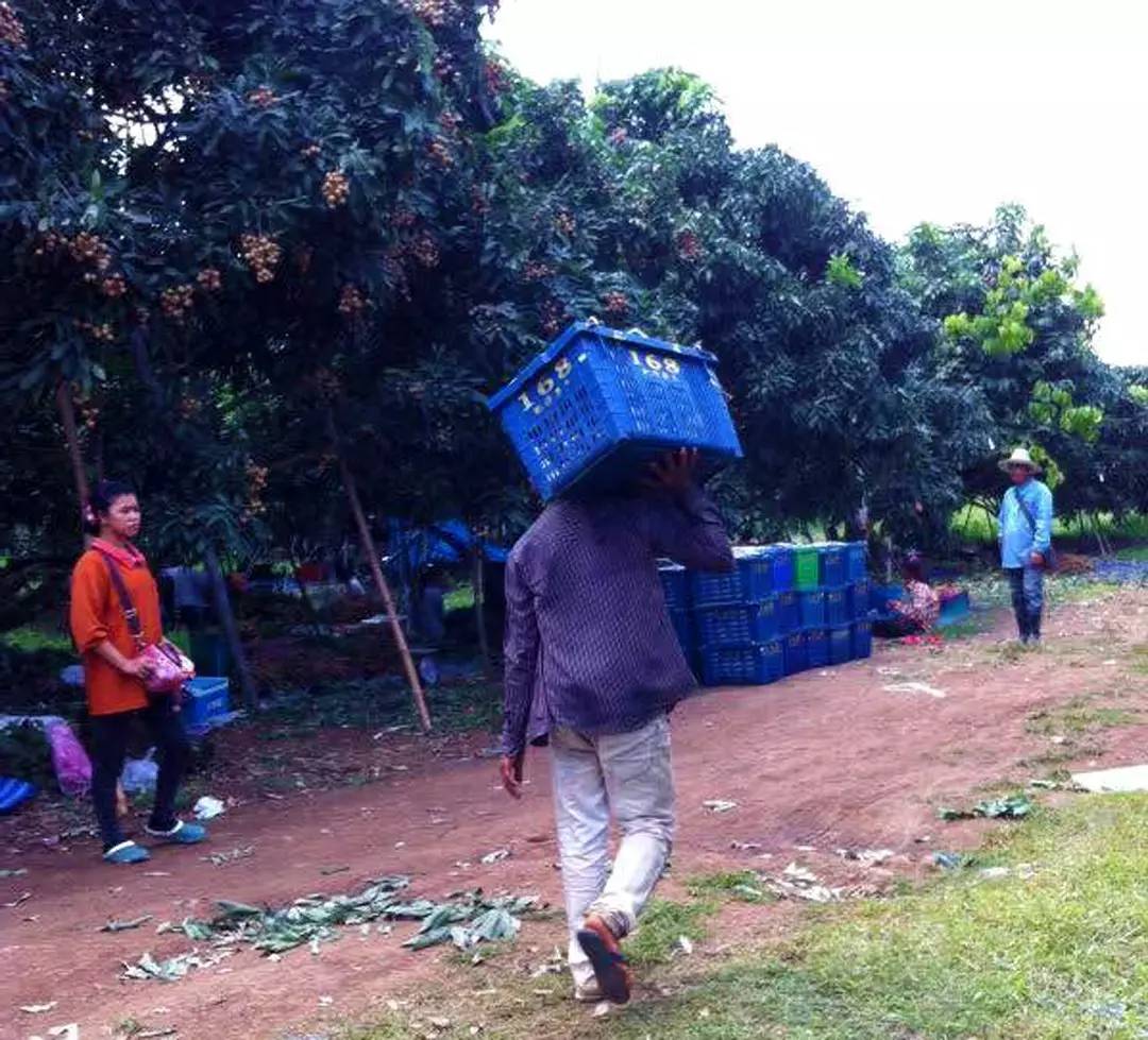 广西进口农产品批发市场,中国进口商品直销平台