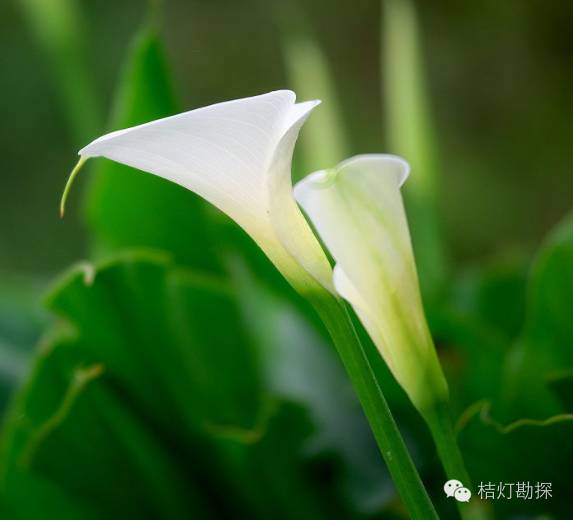 在野外什么千万别碰,这些植物千万不要乱碰