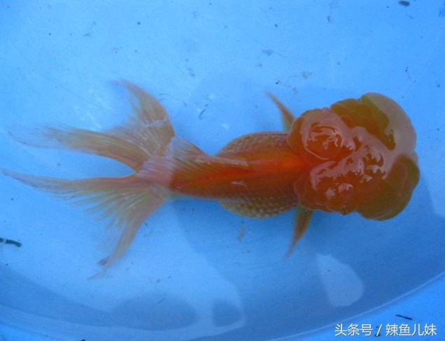 狮子头金鱼鳃病怎么判断,狮子头金鱼怎么总是嘴向上吐泡泡