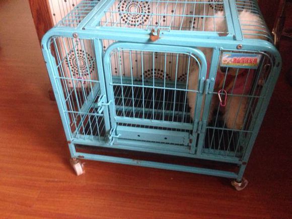 小小比熊视频,小比熊咬人吗