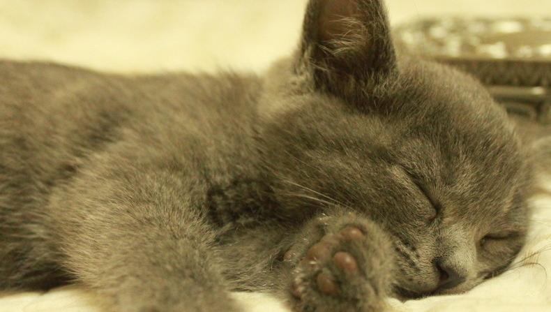 治疗耳螨的简单方法,耳螨怎么治